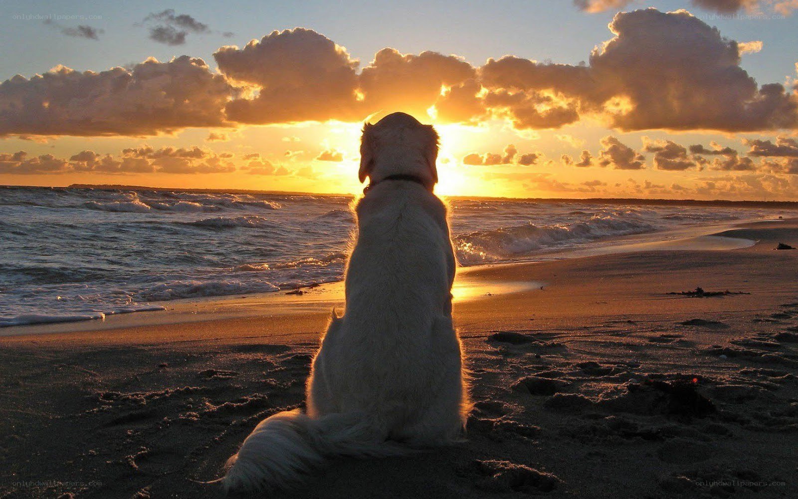 Dog watching sunset on beach