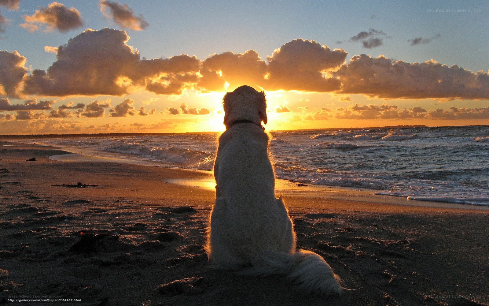 Dog watching sunset on beach