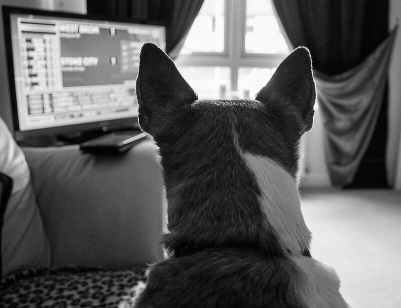 Dog Watching TV