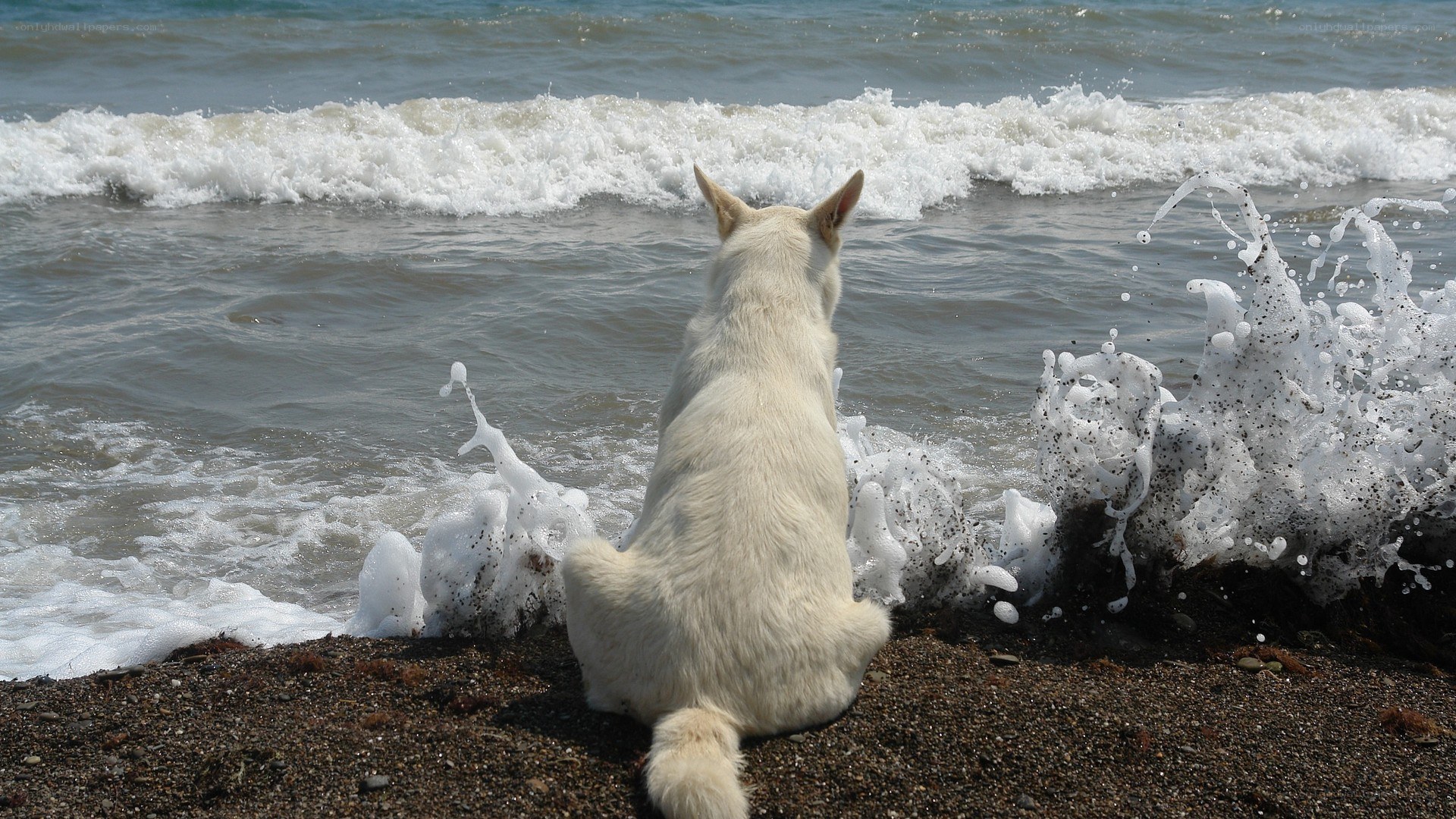dog watching waves at beach
