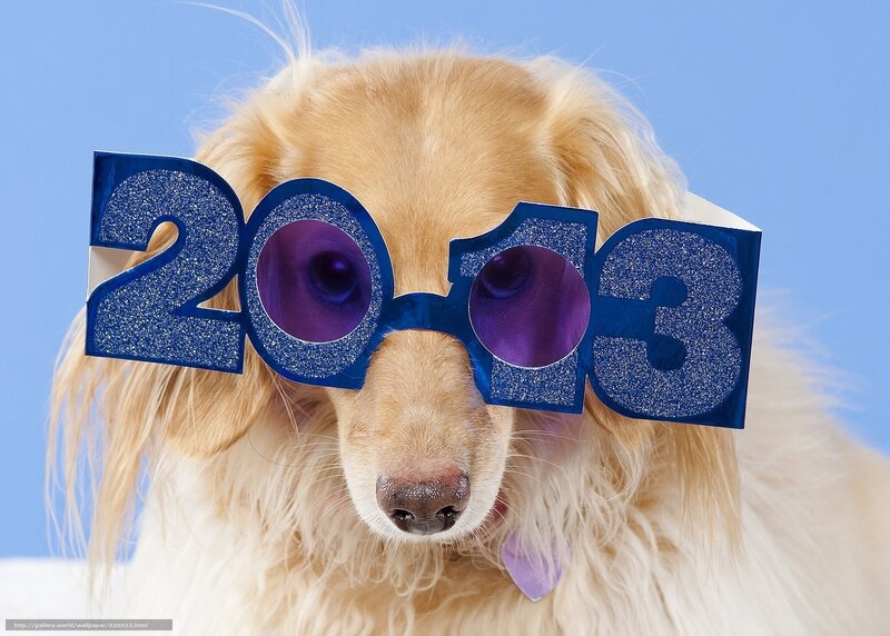 Dog wearing 2013 glasses