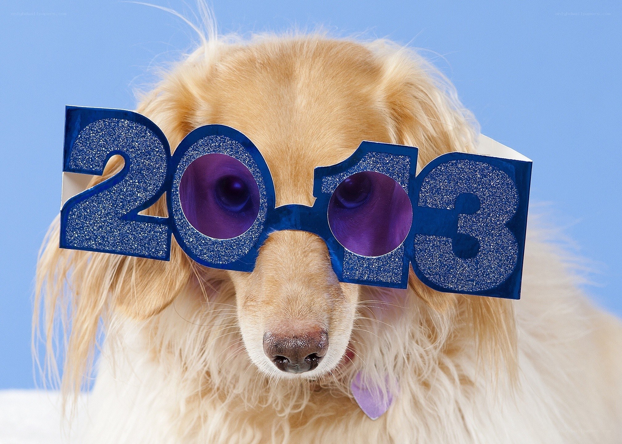 Dog wearing 2013 glasses