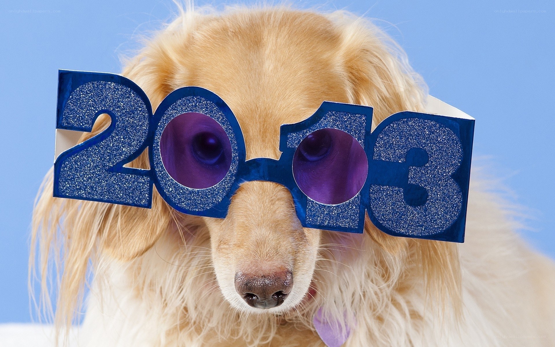 dog wearing 2013 glasses