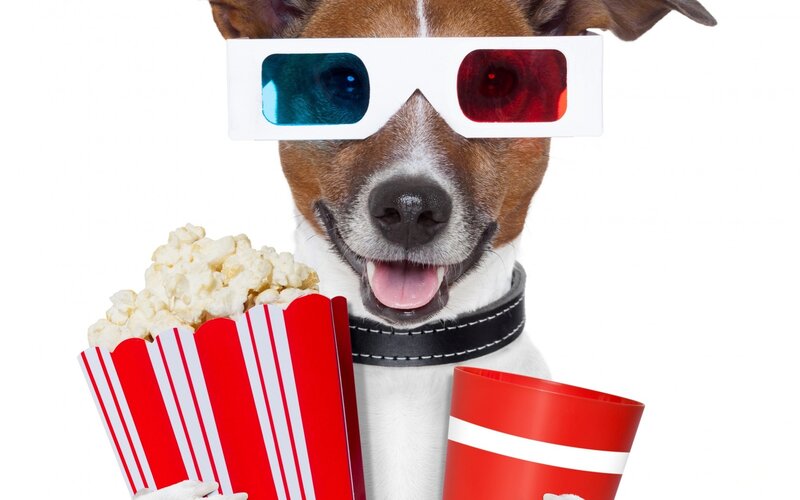 Dog Wearing 3d Glasses