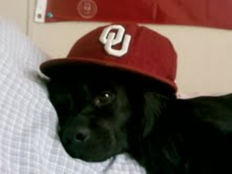 dog wearing a cap