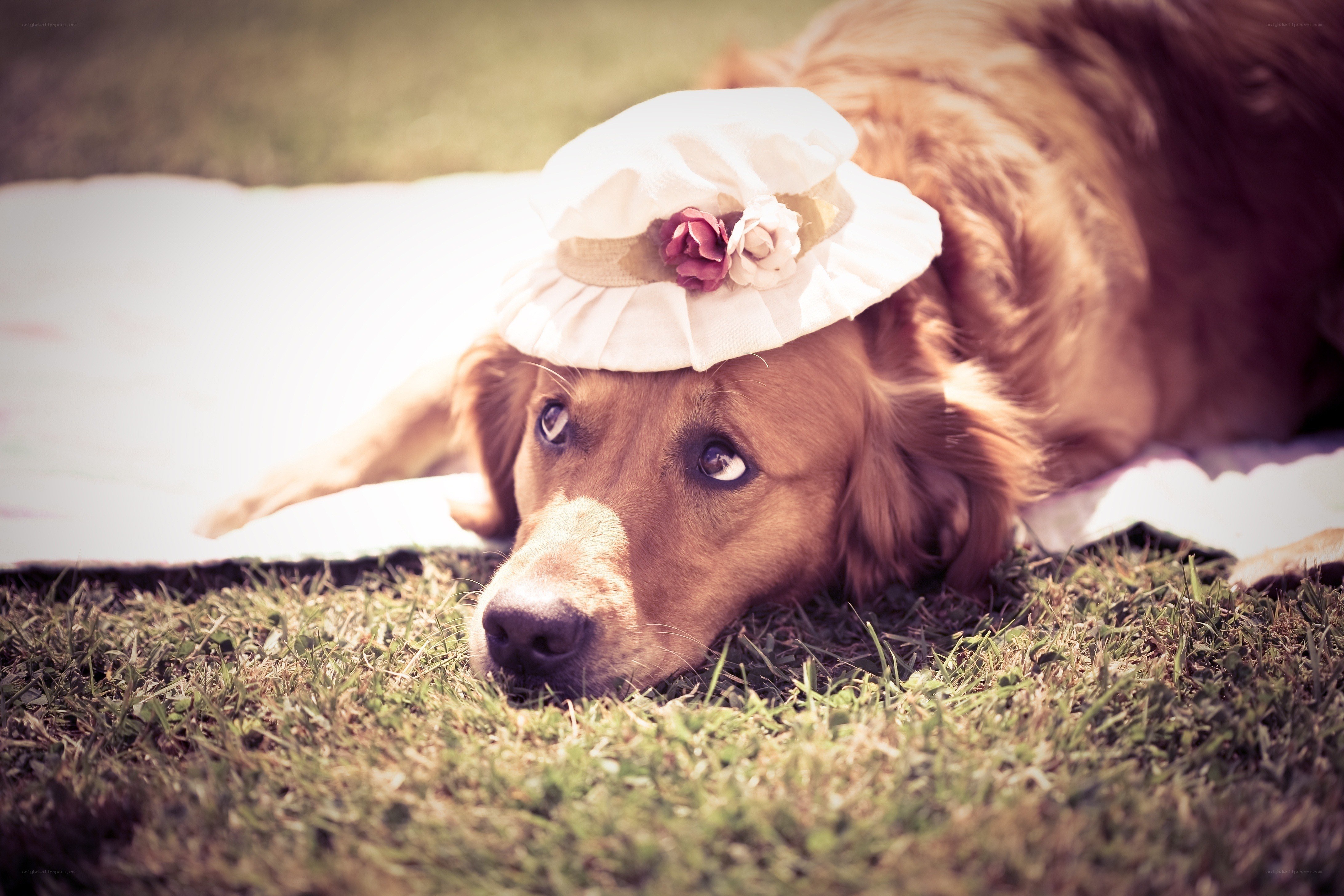 dog wearing a hat