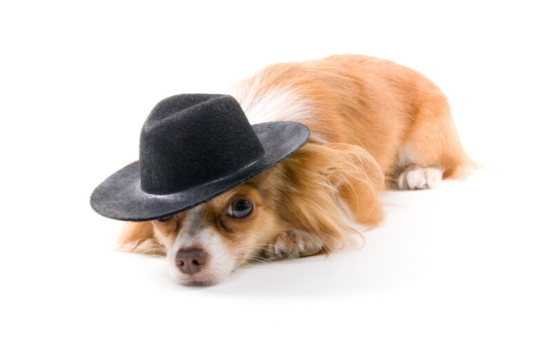 dog wearing a hat
