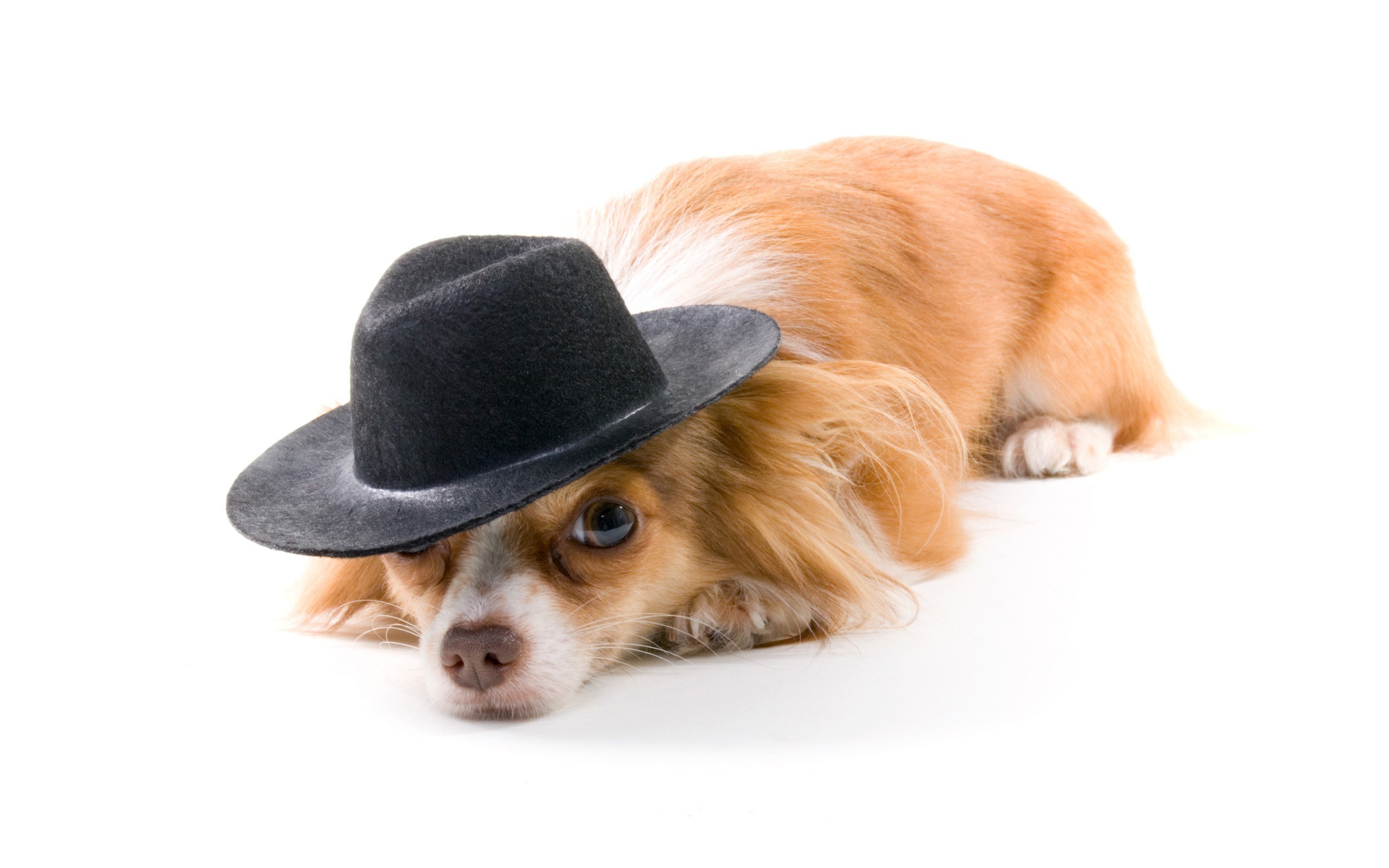 dog wearing a hat