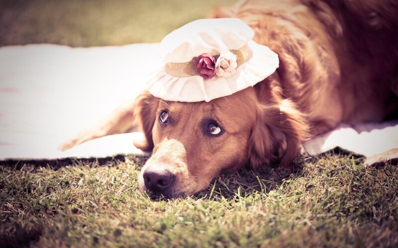 dog wearing a hat