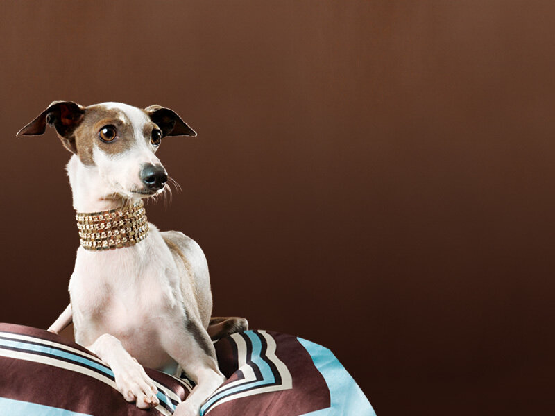 dog wearing a jeweled collar