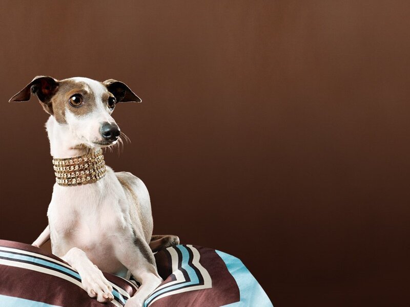 dog wearing a jeweled collar