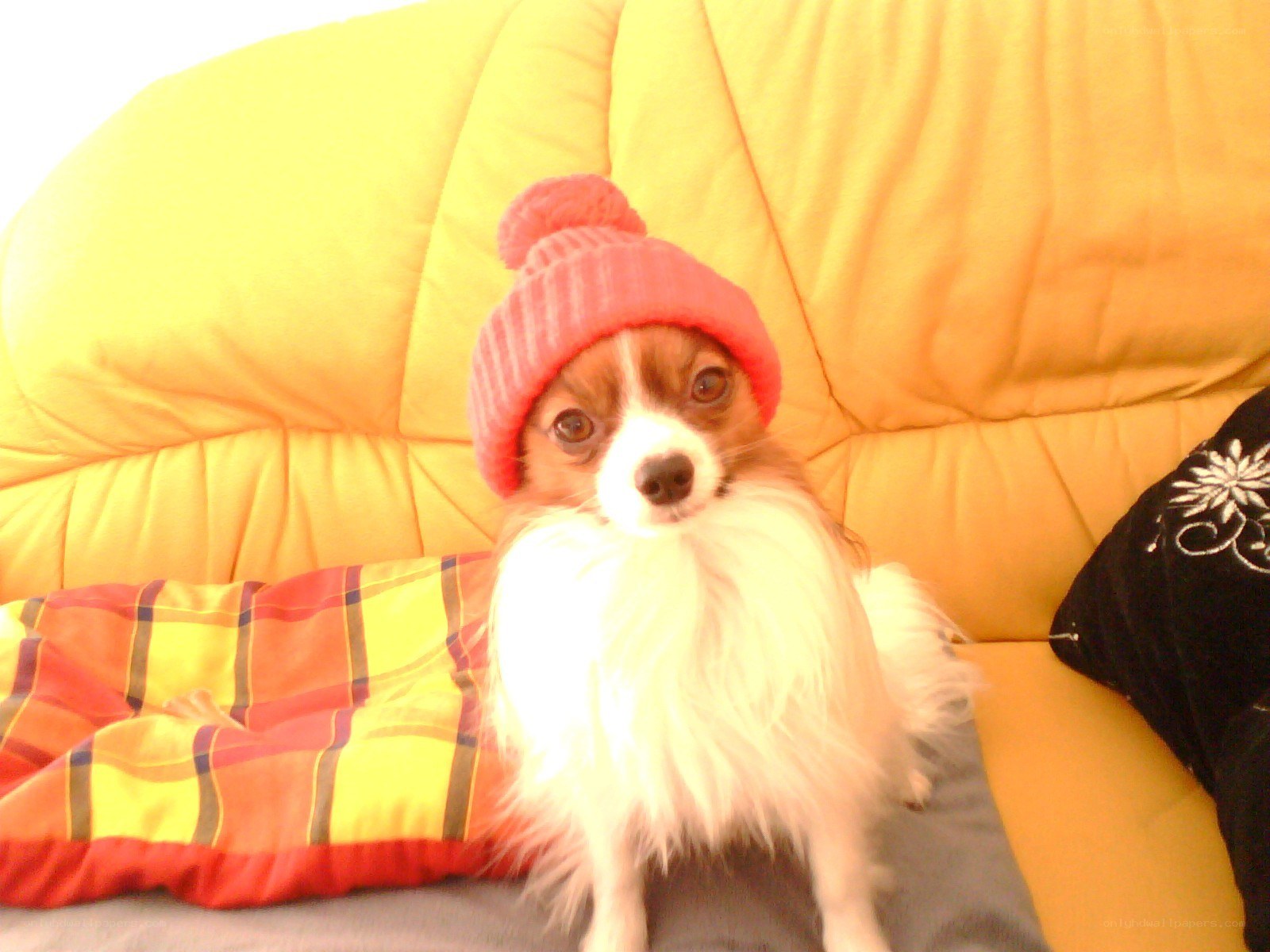 dog wearing a pink hat
