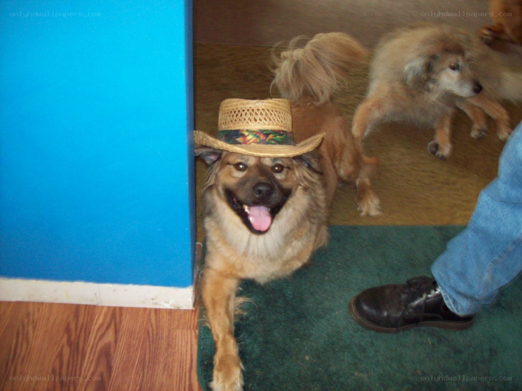 dog wearing a straw hat