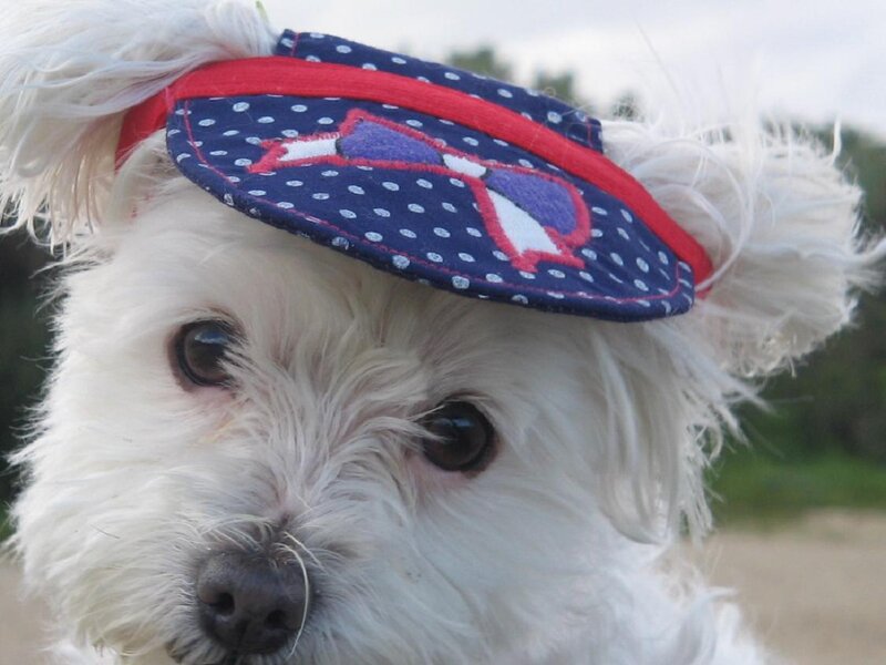 dog wearing a sun visor