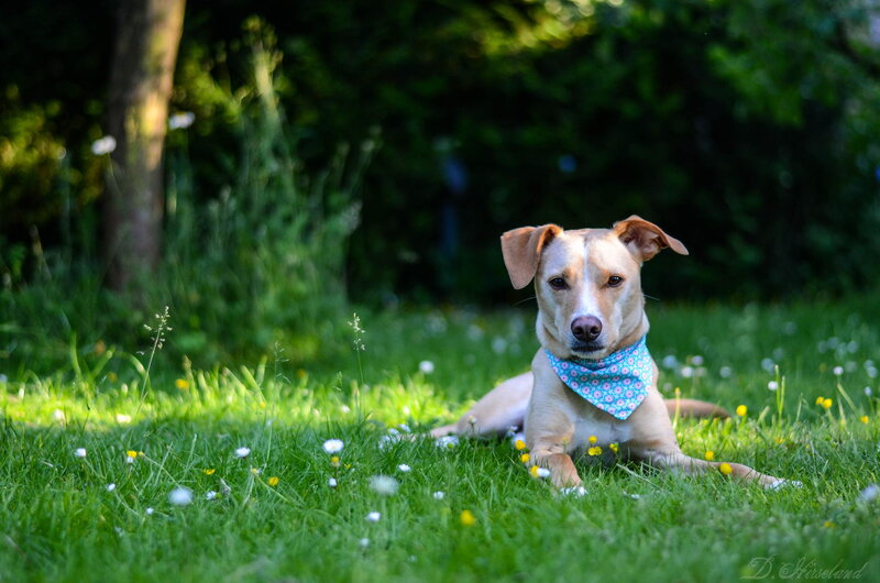 Dog Wearing Bandana