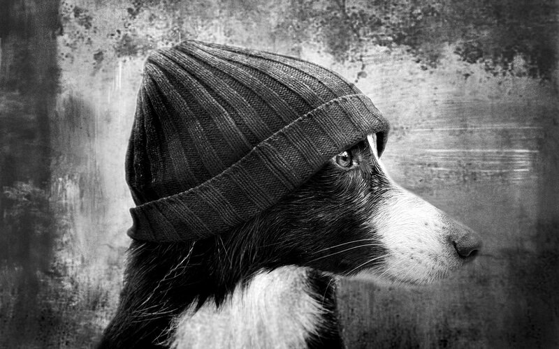 Dog Wearing Beanie
