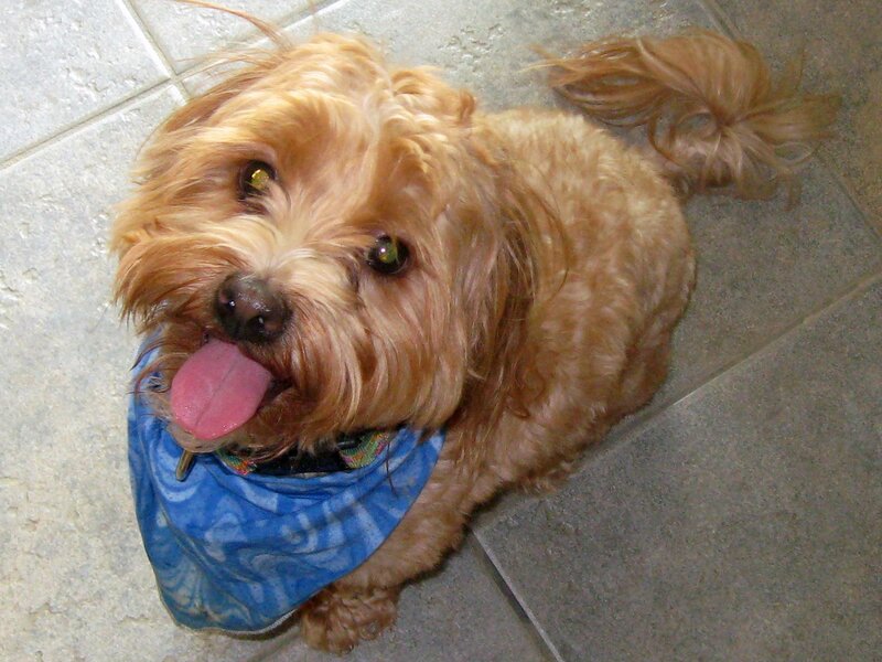 dog wearing blue bandana