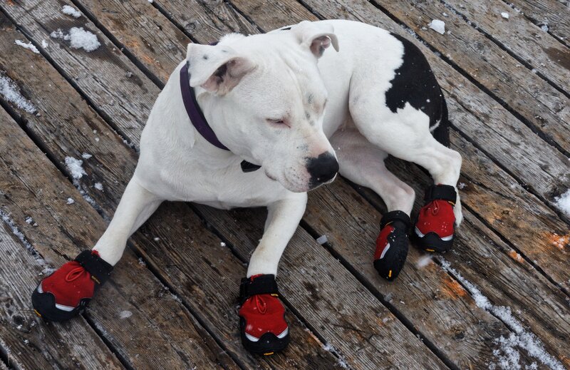 dog wearing booties on deck