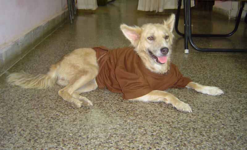 Dog Wearing Brown Shirt