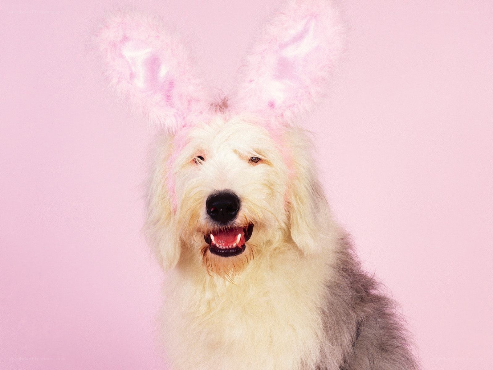 dog wearing bunny ears