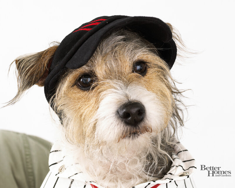 Dog Wearing Cap and Shirt