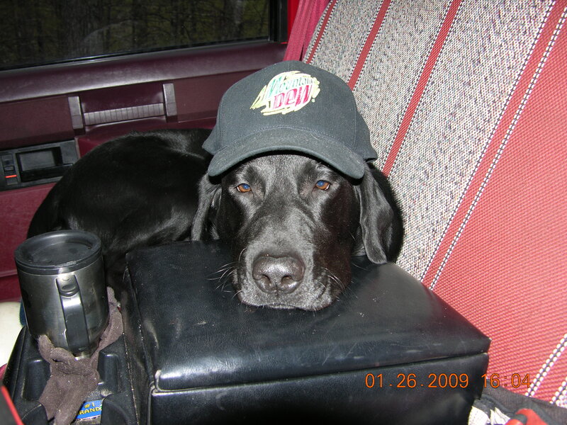dog wearing cap in car