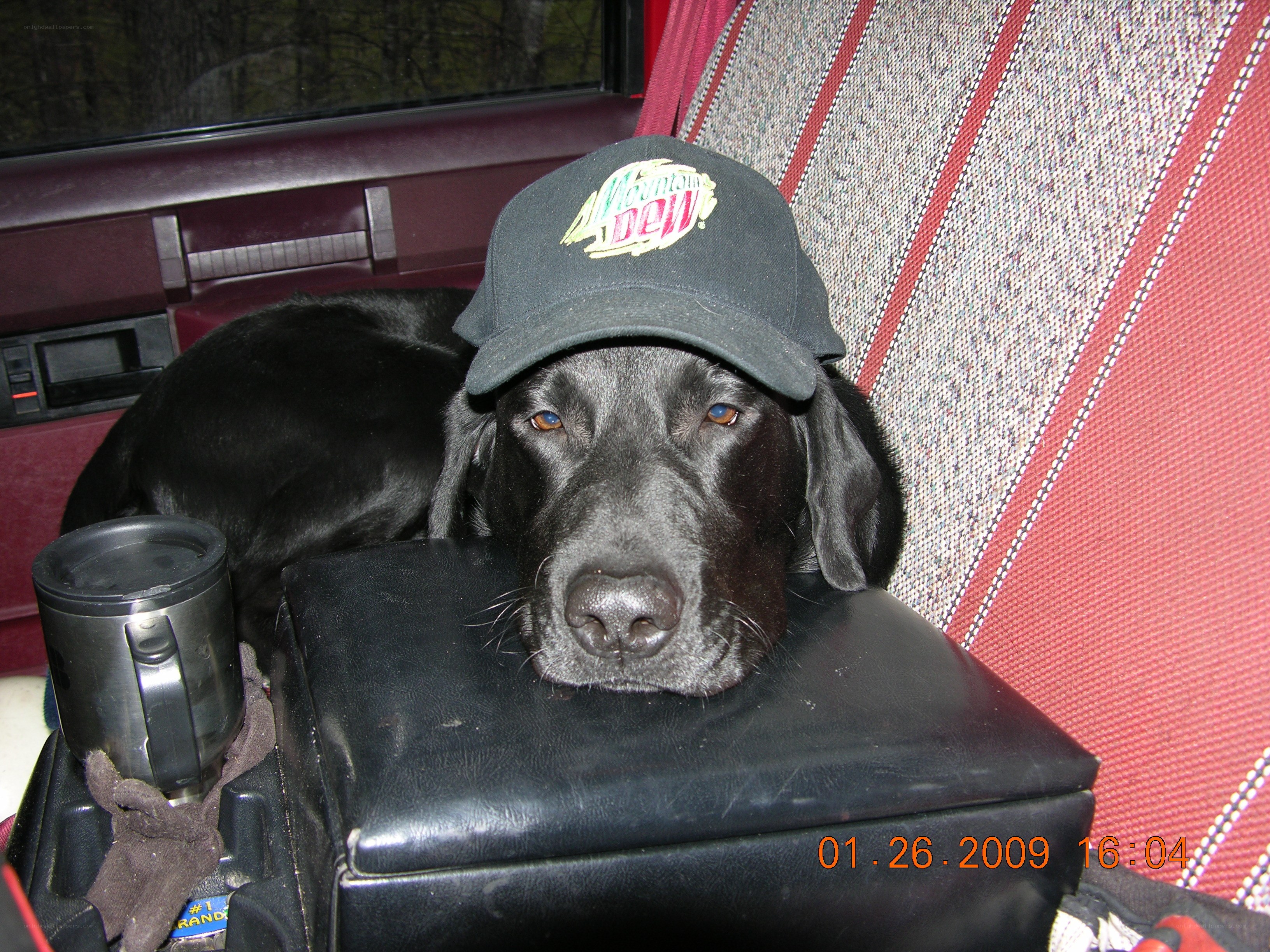 dog wearing cap in car