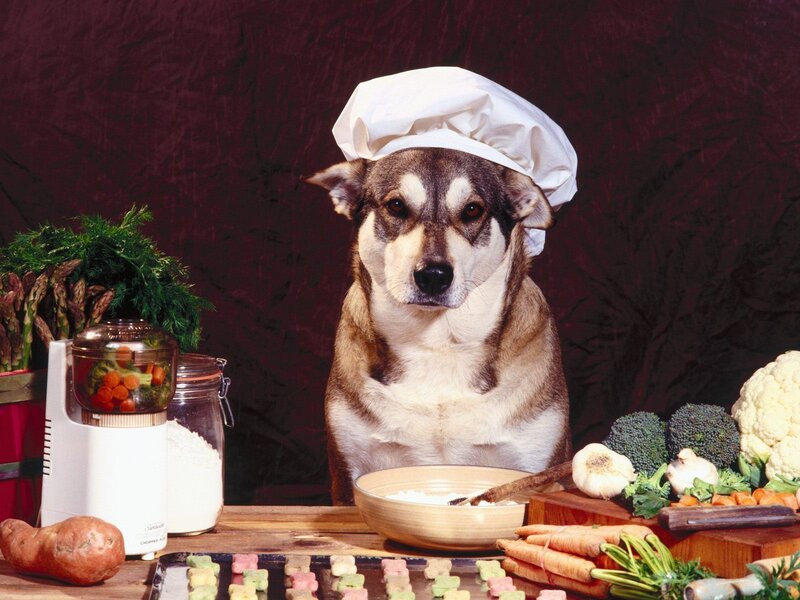 Dog Wearing Chef Hat
