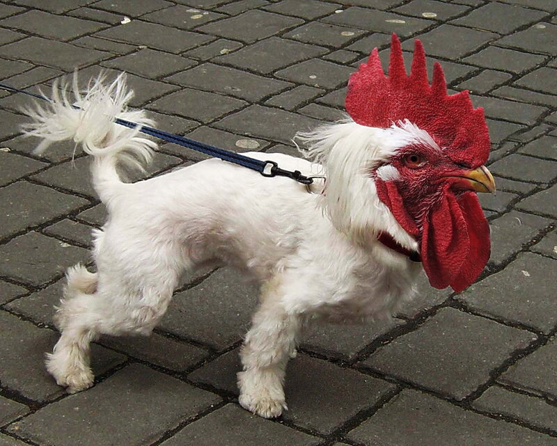 Dog Wearing Chicken Mask