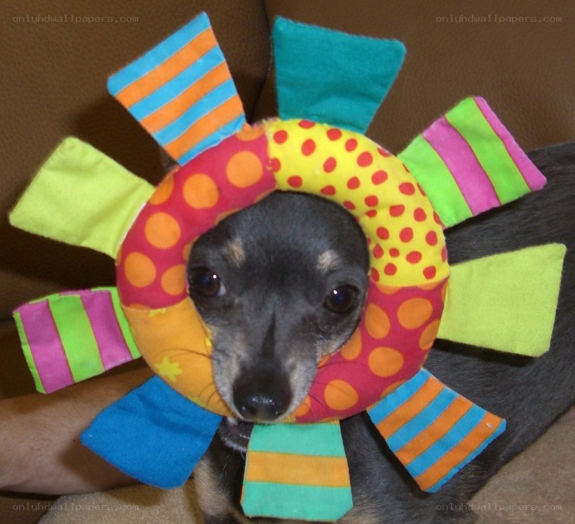 dog wearing colorful toy