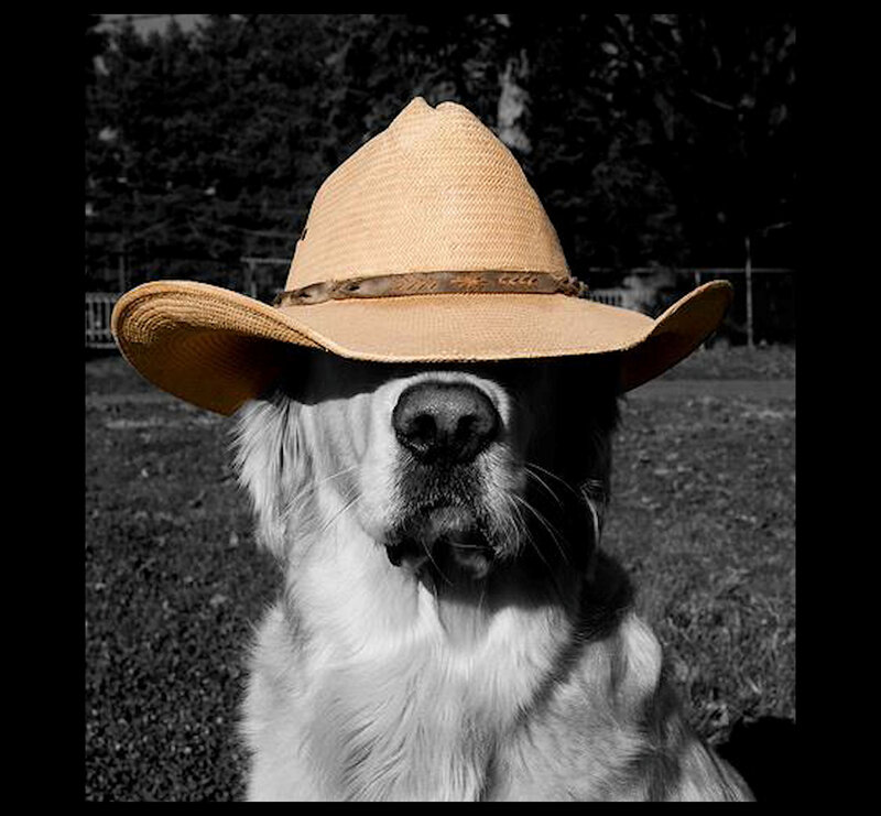 Dog Wearing Cowboy Hat