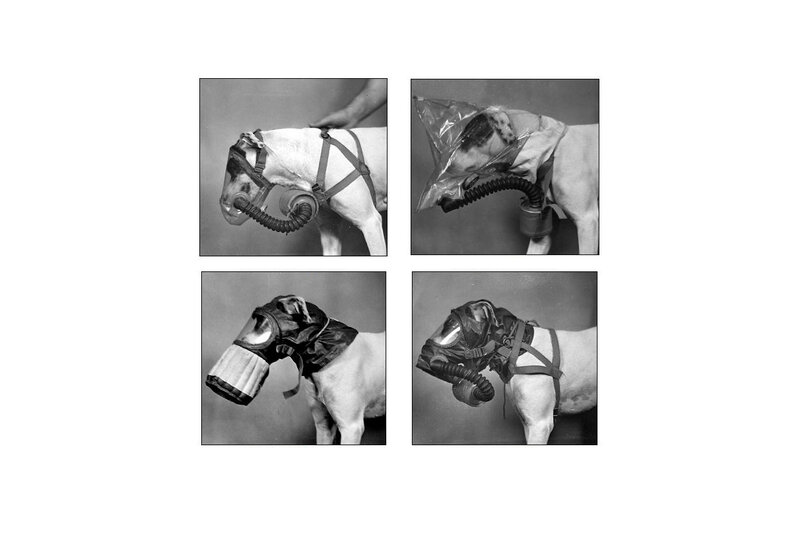 dog wearing gas masks