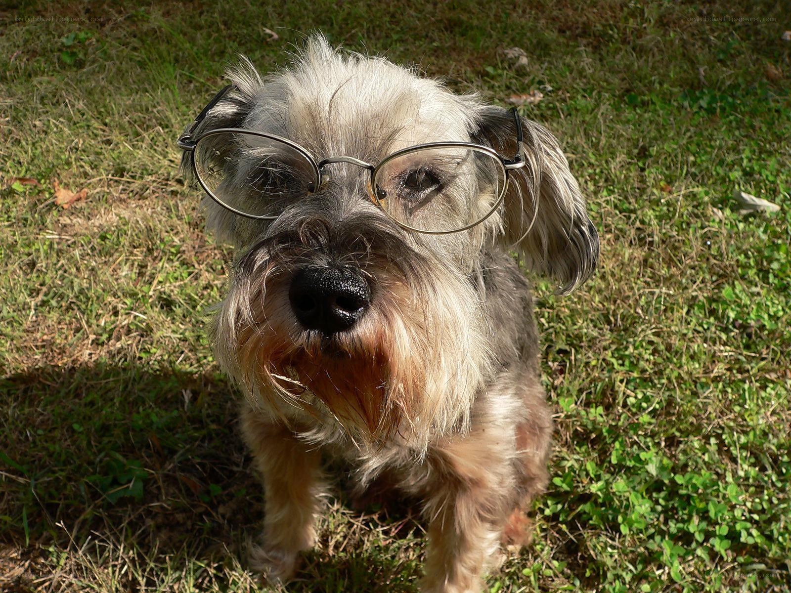 dog wearing glasses