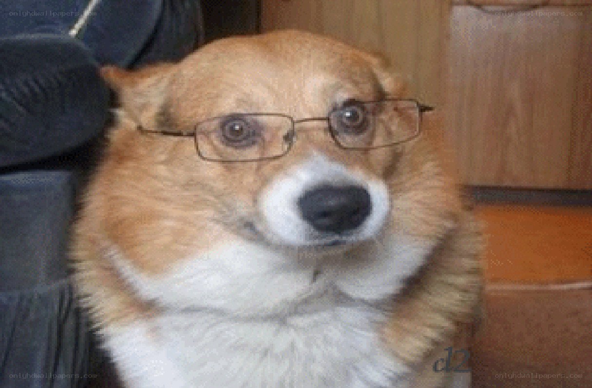 dog wearing glasses