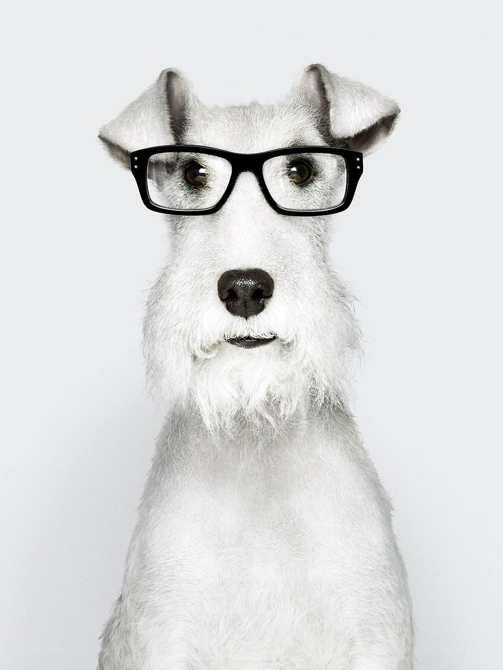dog wearing glasses