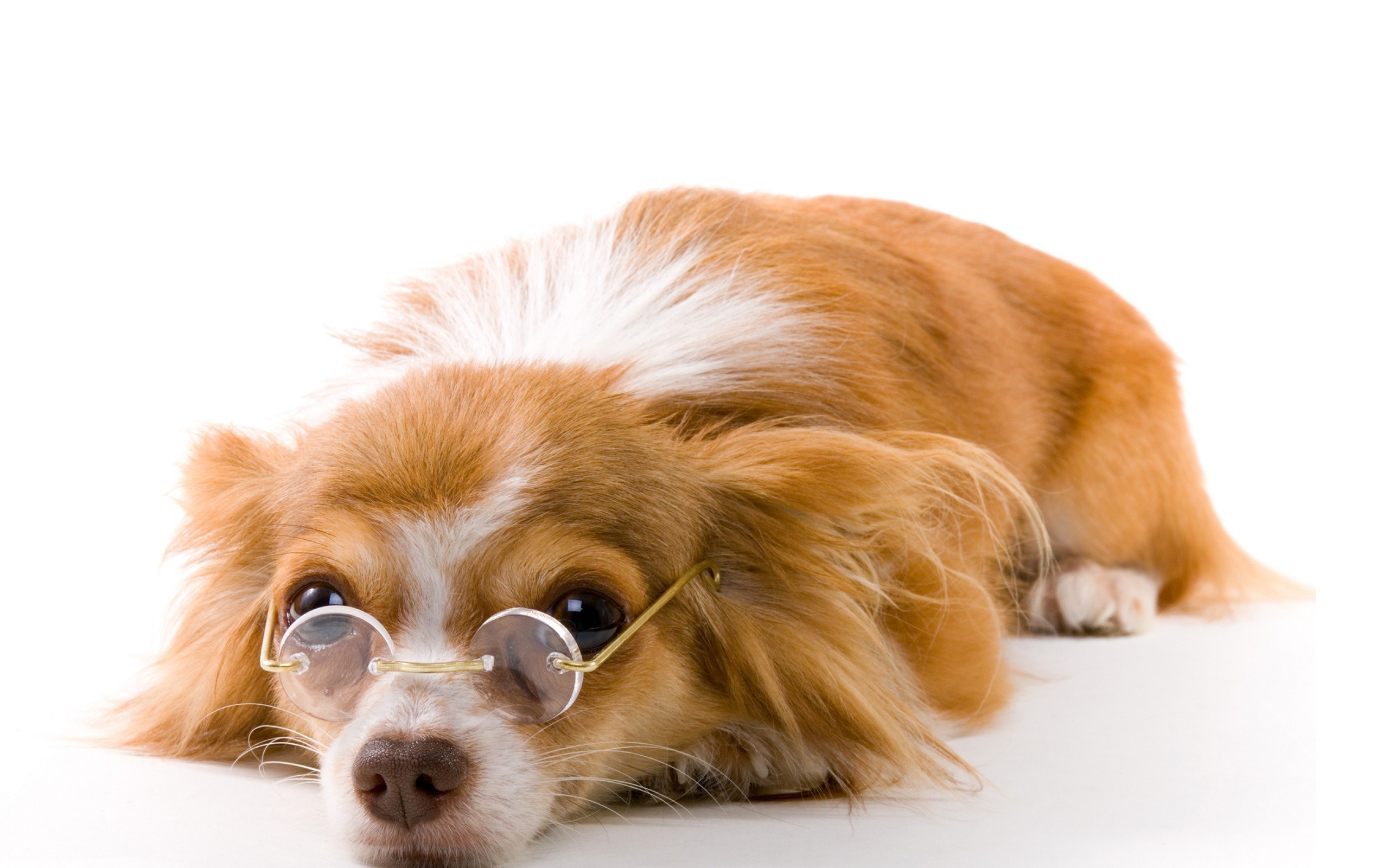dog wearing glasses