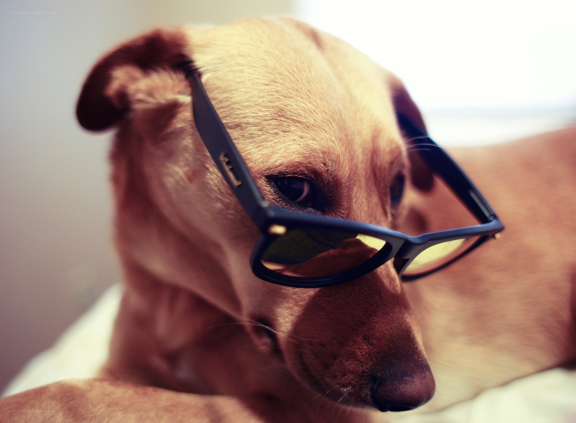 dog wearing glasses