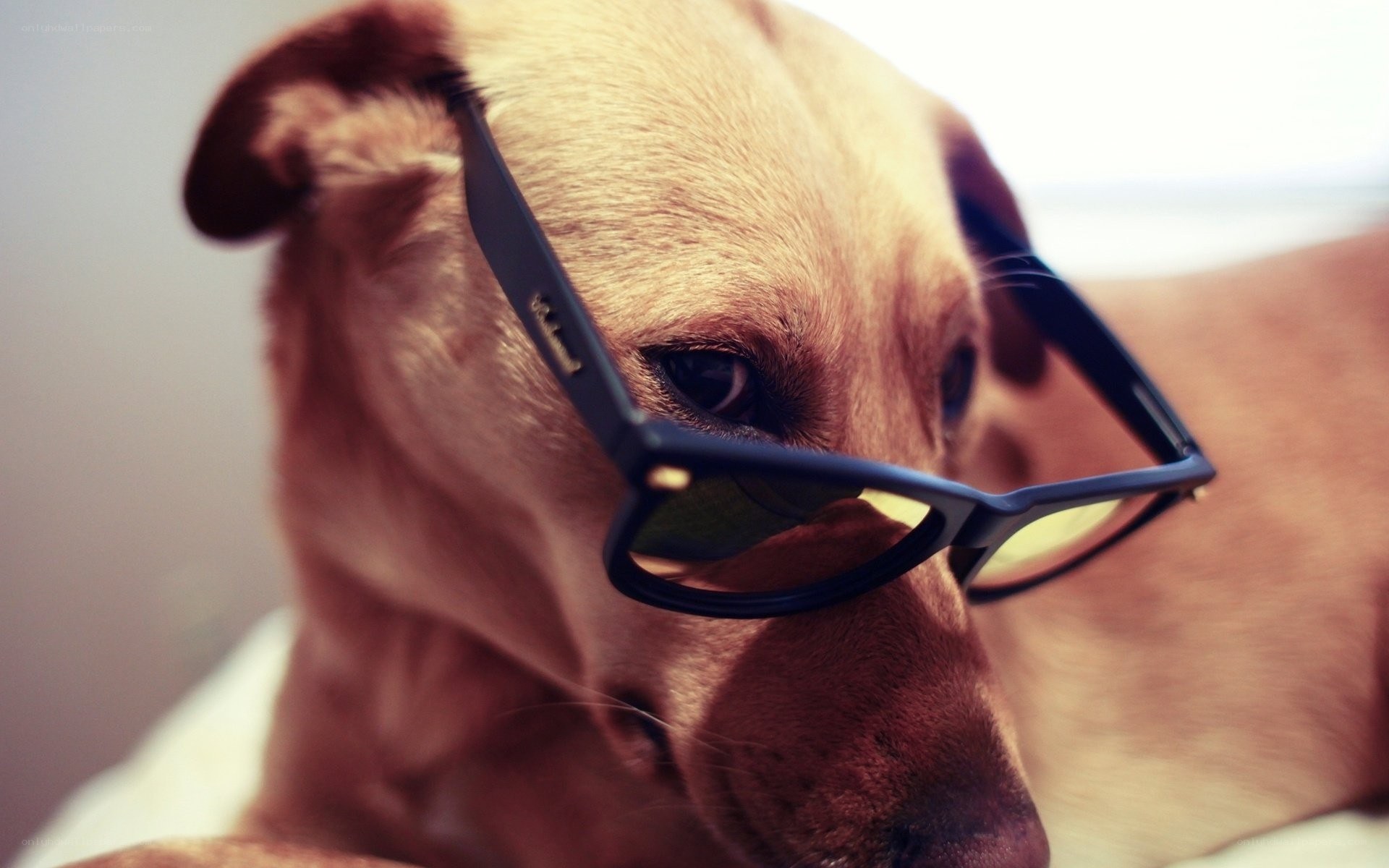 dog wearing glasses