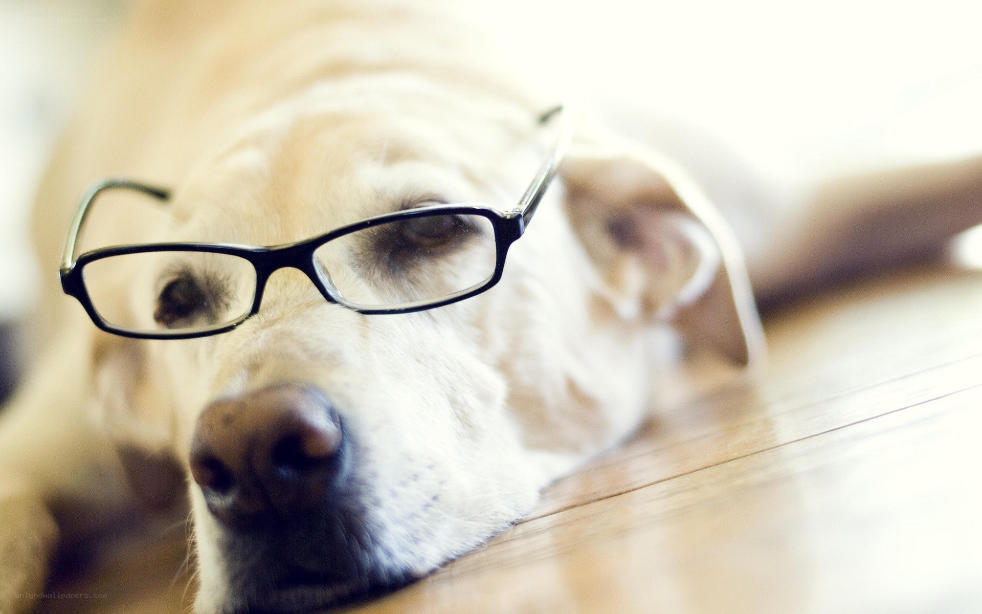 dog wearing glasses