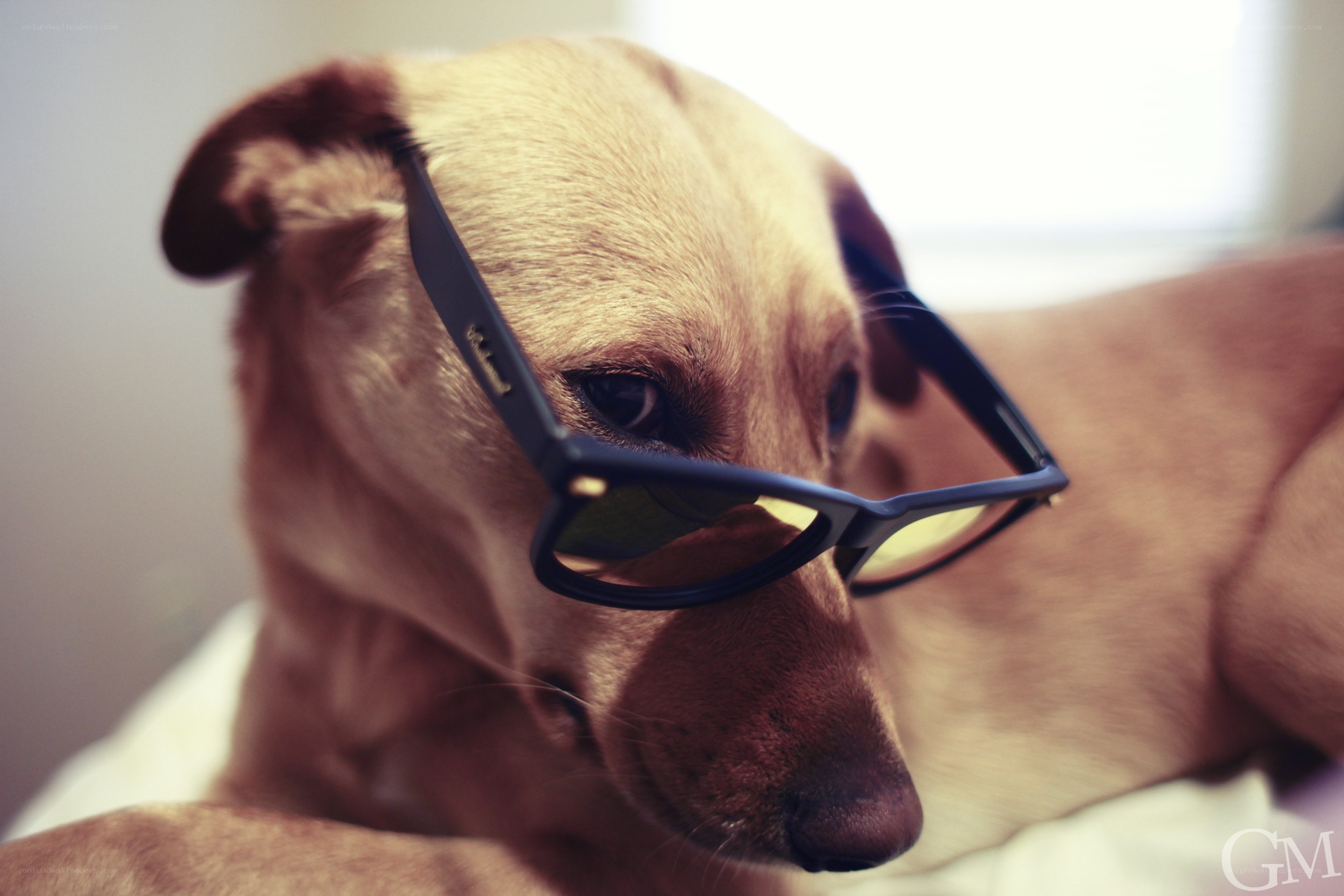 dog wearing glasses