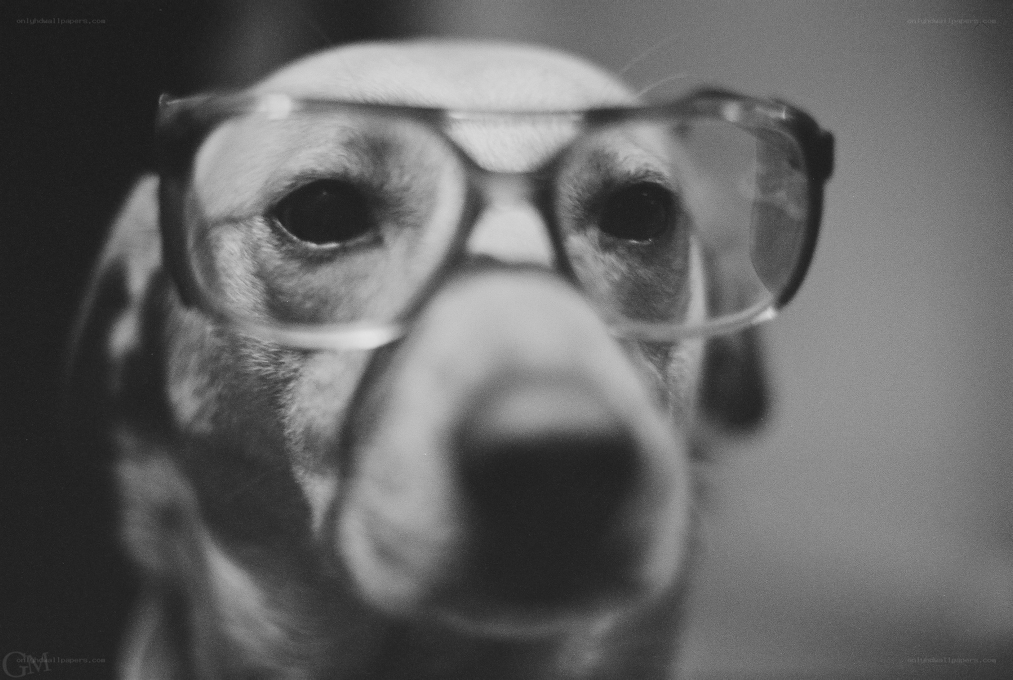 dog wearing glasses