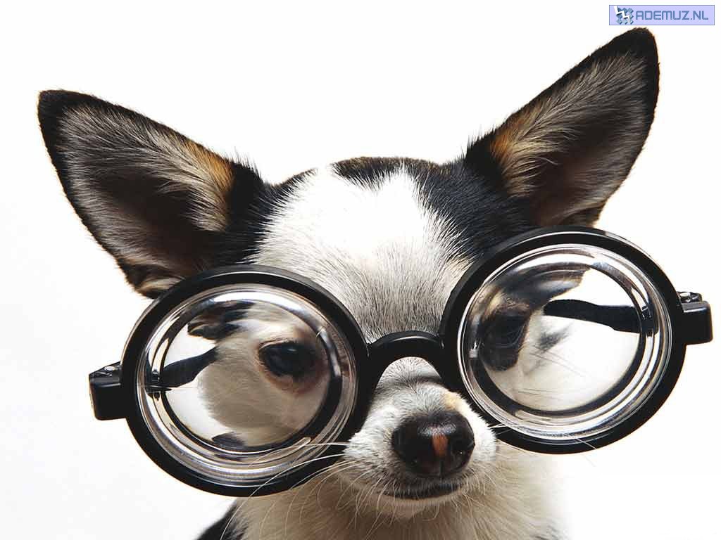 dog wearing glasses
