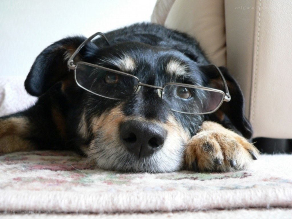 dog wearing glasses