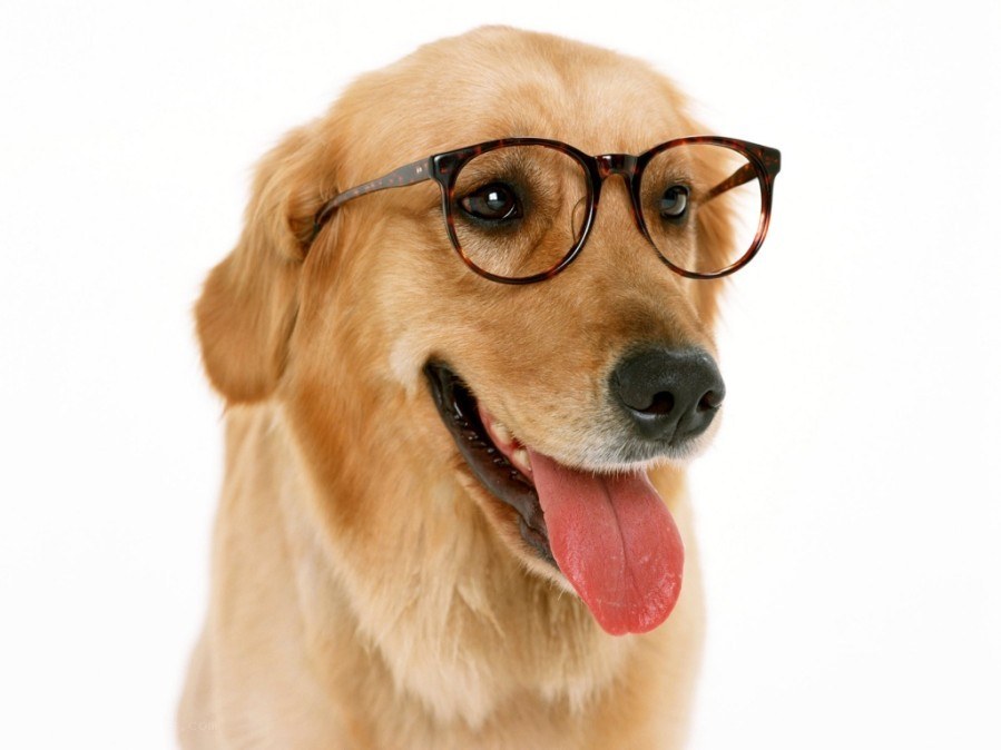 dog wearing glasses