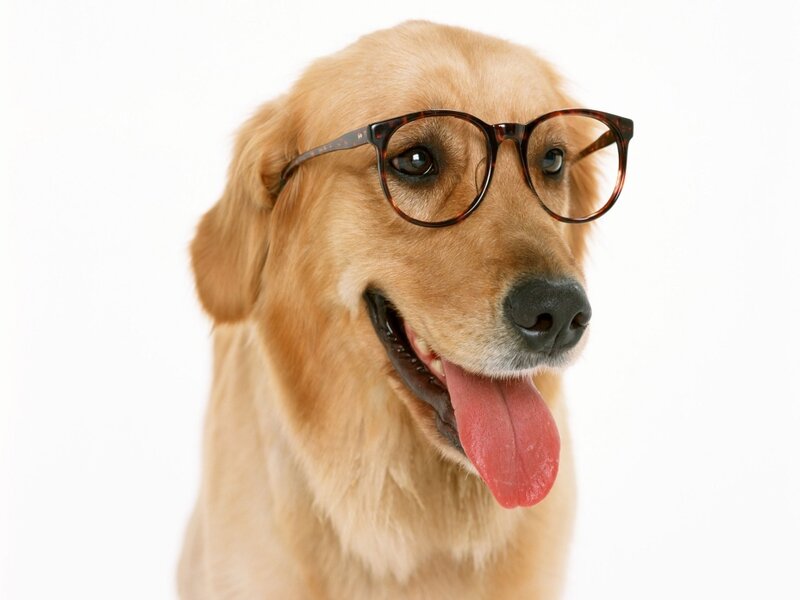 dog wearing glasses