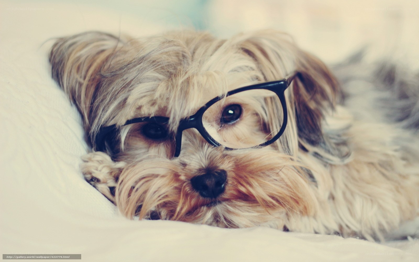 dog wearing glasses