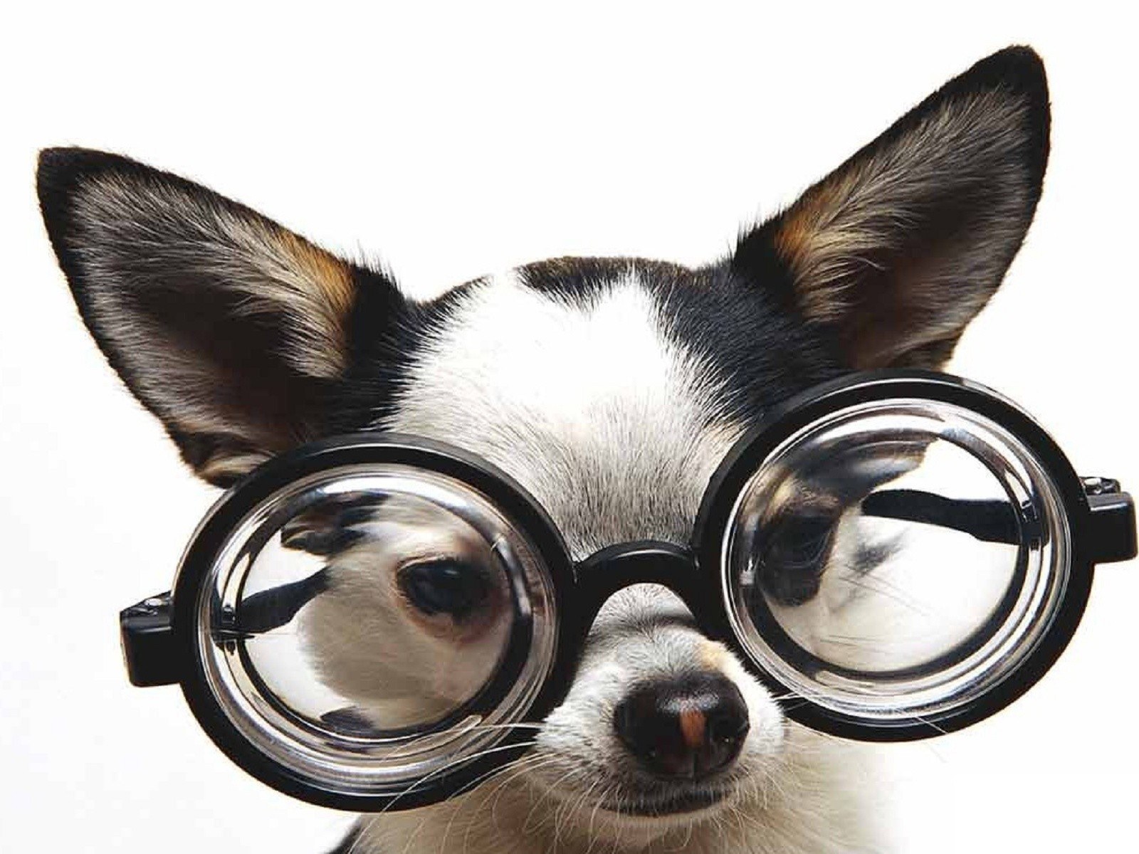 dog wearing glasses