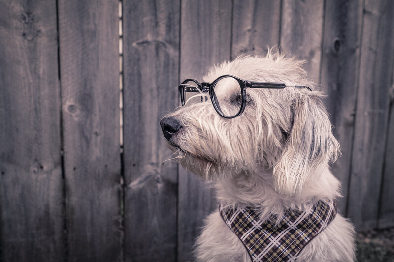 dog wearing glasses and bandana