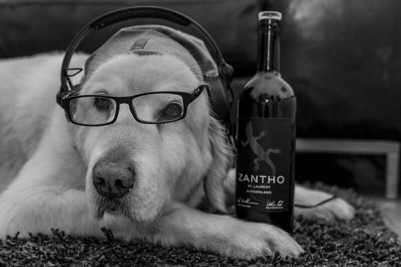 Dog Wearing Glasses — Black, Calm