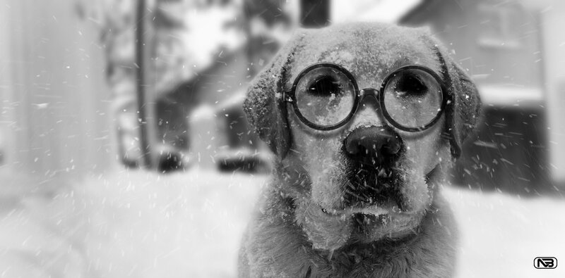 Dog Wearing Glasses — Black, Cold